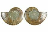 Cut & Polished Crystal-Filled Ammonite Fossil - Madagascar #354155-1